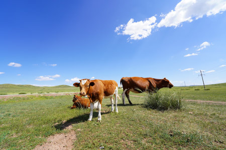 A herd of cattle was grazing on the prairieの写真素材