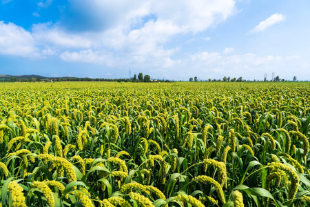 foxtail millet crops in the fields in autumn