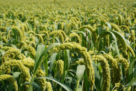 foxtail millet crops in the fields in autumn