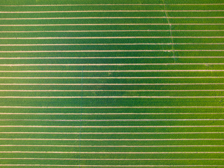 Aerial view of a wheat field. The wheat is growing in the wheat field