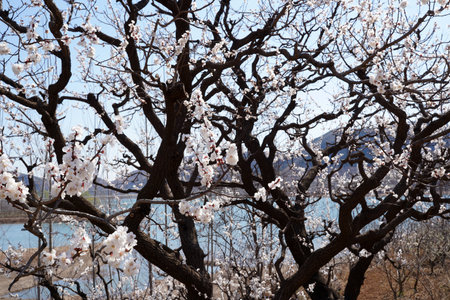Beautiful apricot flowers blooming in springの写真素材