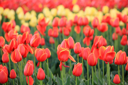 Beautiful tulips are in full bloom, Tulips of all colors are in the fields
