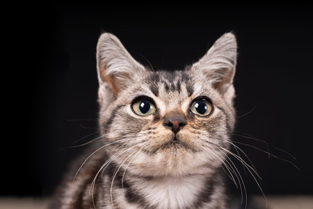 A cute little cat in the background, Studio shootingの写真素材