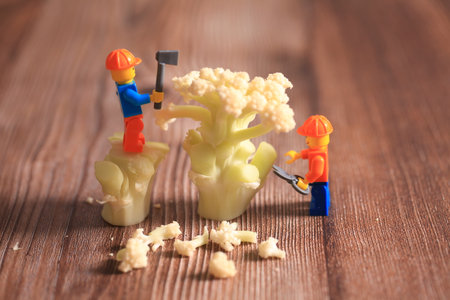 Miniature farmers working in cauliflower field. Macro photo. Broccoli and miniature people with business concept. Miniature farmers working and broccoli.の写真素材