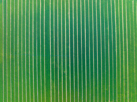 Aerial view of a wheat field. The wheat is growing in the wheat fieldの写真素材