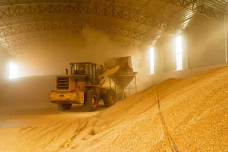 Farmers use agricultural machinery to dry the wheat. The farmers use a loader to pile up the mature...