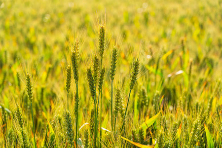 The wheat in the field is ripe, A close-up of the wheat fields ripening