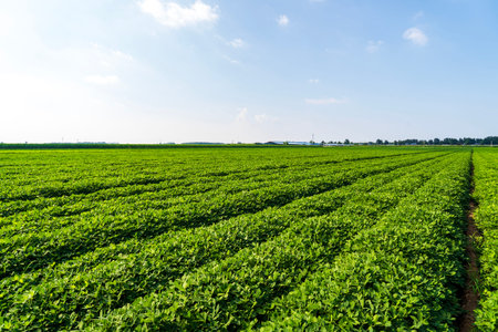 The peanut field is in the blue sky and white clouds, and the peanuts are growing.の写真素材