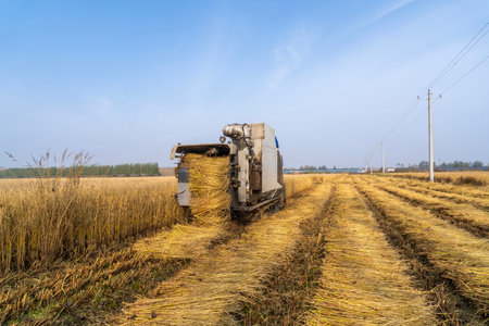 Harvester machine is harvesting ripe rice