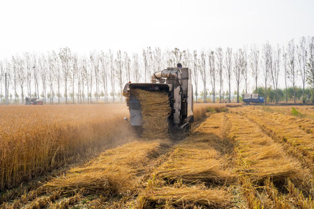 Harvester machine is harvesting ripe rice