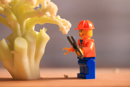 Miniature farmers working in cauliflower field. Macro photo. Broccoli and miniature people with business concept. Miniature farmers working and broccoli.の写真素材