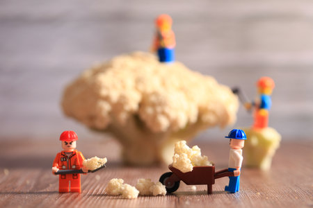 Miniature farmers working in cauliflower field. Macro photo. Broccoli and miniature people with business concept. Miniature farmers working and broccoli.の写真素材