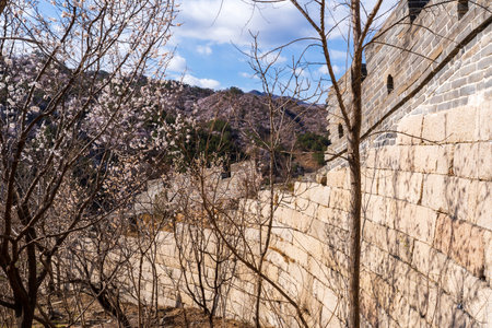 The Great Wall is in China. The Great Wall in spring, the mountains are full of flowers