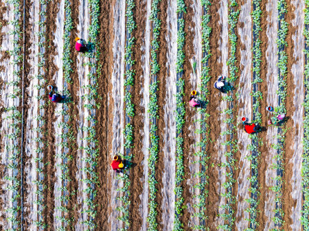 Farmers are working in the watermelon field. Aerial photo.の写真素材