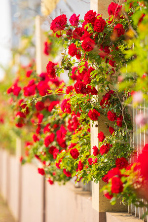 In the summer, rose is blooming, close-upの写真素材