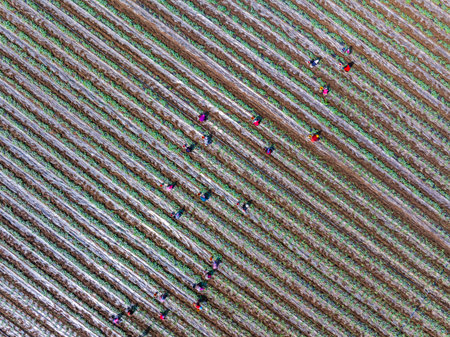 Farmers are working in the watermelon field. Aerial photo.の写真素材
