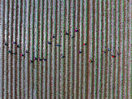 Farmers are working in the watermelon field. Aerial photo.の写真素材