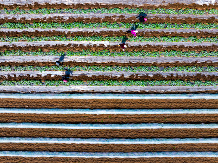 Farmers are working in the watermelon field. Aerial photo.の写真素材