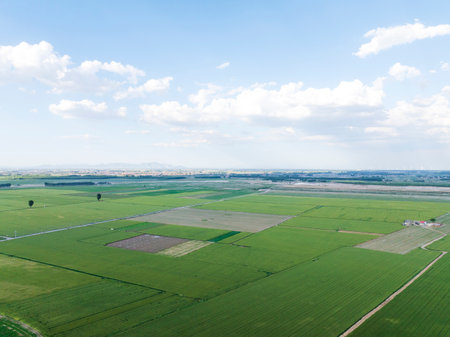 Green wheat is growing in the field, The wheat fields are under the blue sky and white cloudsの写真素材