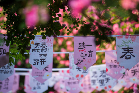 In the summer, rose is blooming, close-upの写真素材