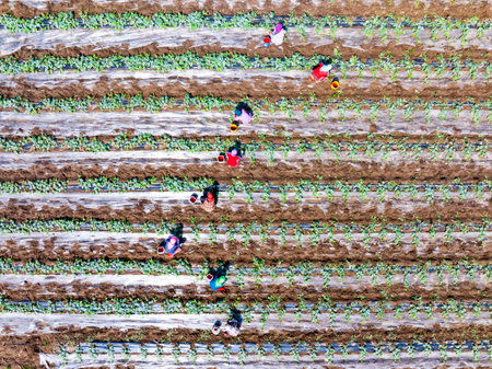 Farmers are working in the watermelon field. Aerial photo.の写真素材