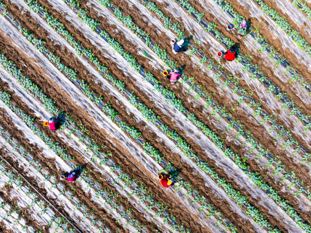 Farmers are working in the watermelon field. Aerial photo.の写真素材