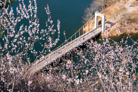 The lake and the bridge in spring, with apricot blossoms blooming on the slopes on both sides.の写真素材