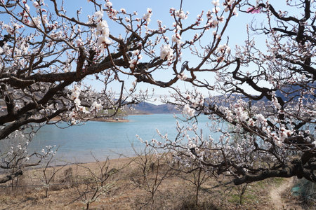 In spring, the apricot blossoms by the river bloomの写真素材