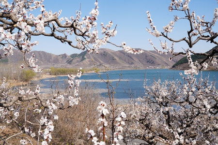 In spring, the apricot blossoms by the river bloomの写真素材
