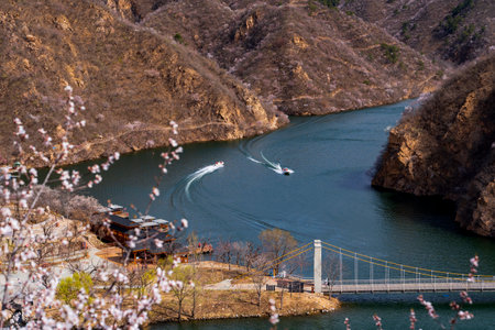 The lake and the bridge in spring, with apricot blossoms blooming on the slopes on both sides.の写真素材