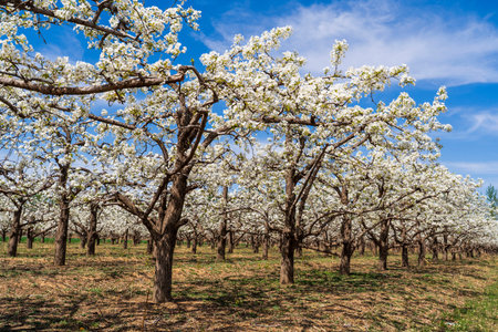 Beautiful pear flowers bloom in springの写真素材