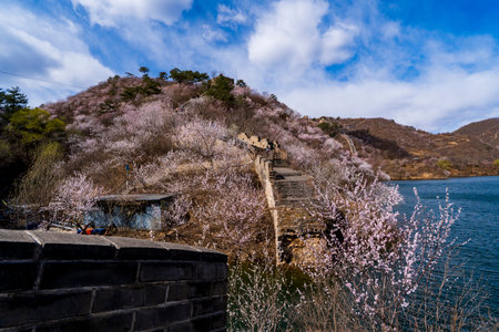 The Great Wall is in China. The Great Wall in spring, the mountains are full of flowers, the Great Wall and the lakeの写真素材