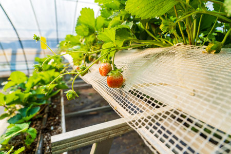 The strawberry plants in the greenhouse, which are grown without soil or cultivation, are thriving. The fresh strawberriesの写真素材