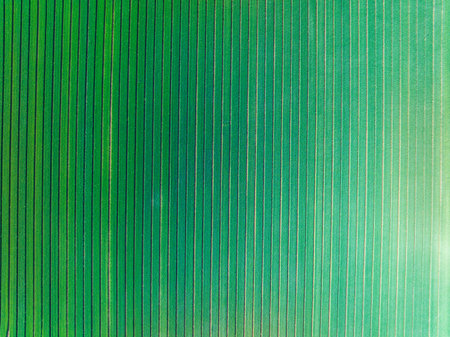 Green wheat is growing in the field, The wheat fields are under the blue sky and white clouds