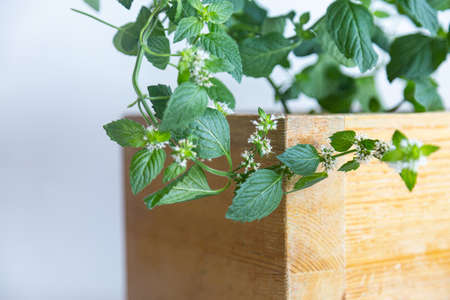 Melissa flower in a decorative wooden pot on a white backgroundの写真素材