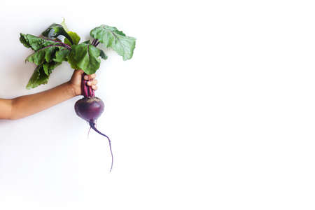 Beetroot with tops in hand on white backgroundの写真素材