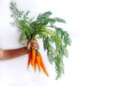 Bunch of carrots with tops in hand on white backgroundの写真素材
