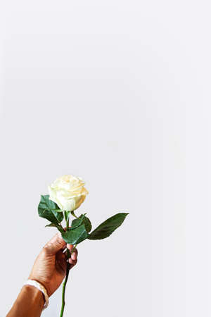 The concept of the protest in Belarus. A hand in a white bracelet holds a white flower on a white background.の写真素材