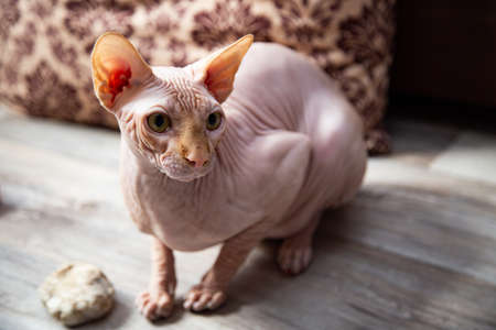 Sphinx cat portrait in warm colorsの写真素材