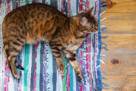 Bengal cat lies on a vintage rugの写真素材