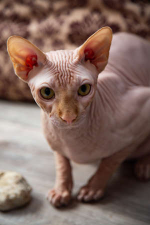 Sphinx cat portrait in warm colorsの写真素材