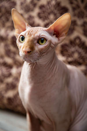 Sphinx cat portrait in warm colorsの写真素材