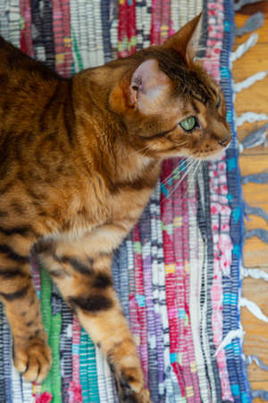 Bengal cat lies on a vintage rugの写真素材