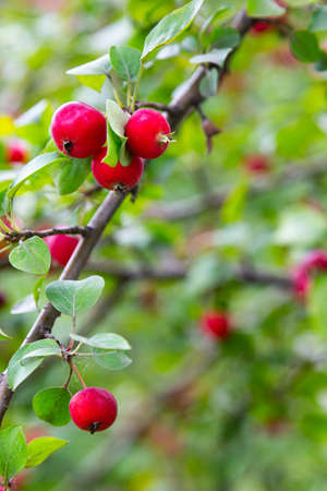 Apple tree branch with fruits. mid-August.の写真素材