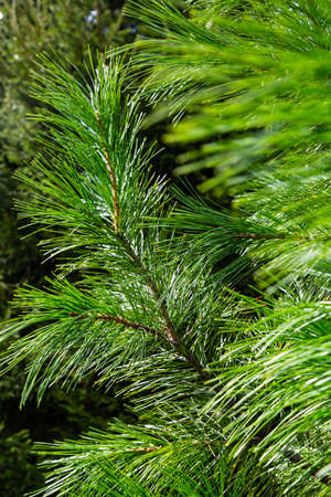 Spruce branch. Conifer tree. (spruce, larch, pine, cedar)の写真素材