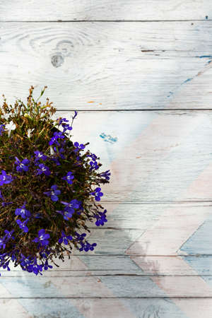 Purple flowers in a yellow pot on a white-blue and pink wooden background. campanulaの写真素材