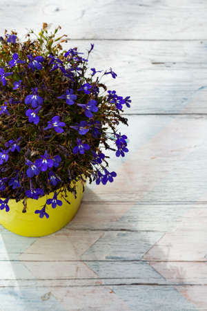 Purple flowers in a yellow pot on a white-blue and pink wooden background. campanulaの写真素材
