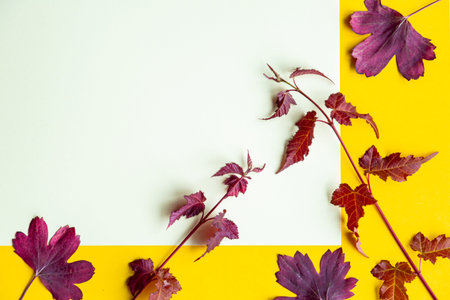 Autumn leaves on a yellow background. Autumn concept with place for text