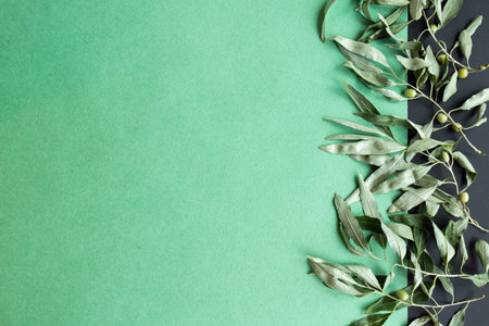 Half a coconut and branches of plants on a pastel green background. Tropical fruits