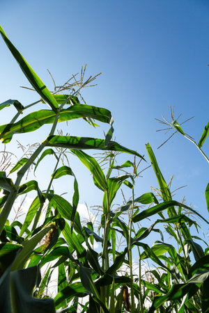 Corn field in the afternoon. Corn on a background of blue sky